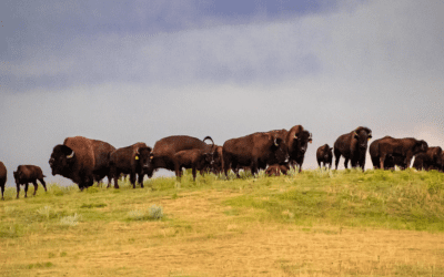 The Story Behind Prairie Ridge Buffalo Ranch