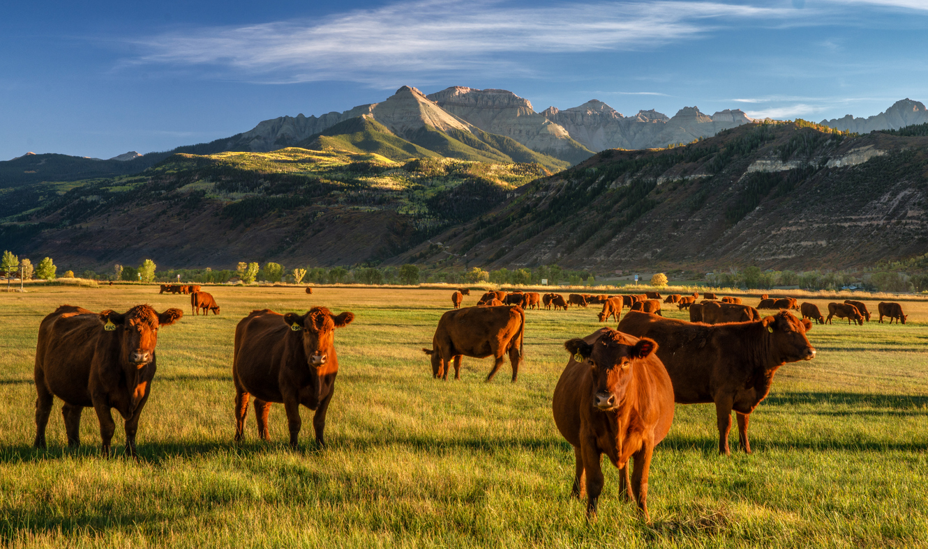 Livestock Risk Protection Insurance Colorado