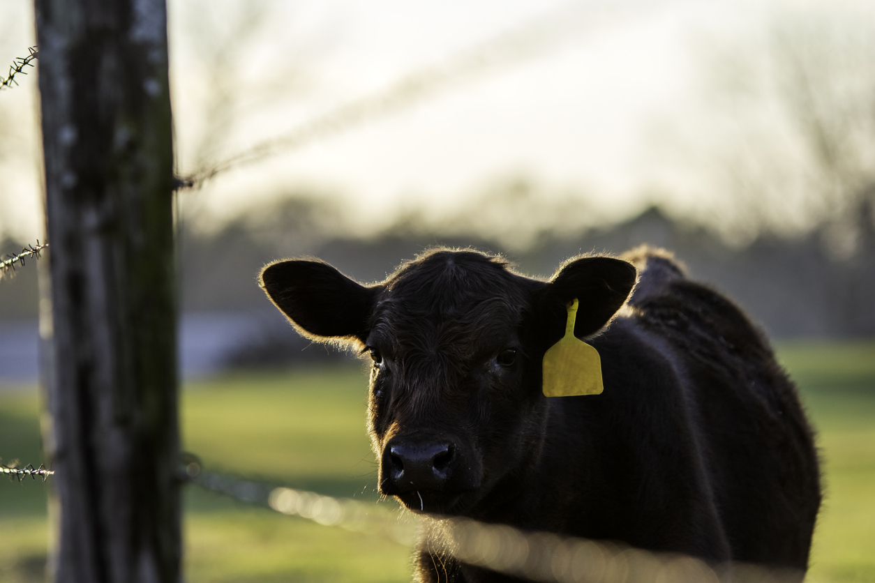Livestock Risk Protection Insurance for Cattle 