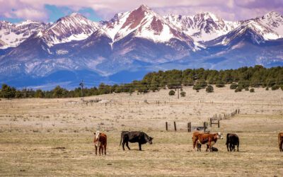 Livestock Policy Handbook: A Comprehensive Guide for Livestock Owners