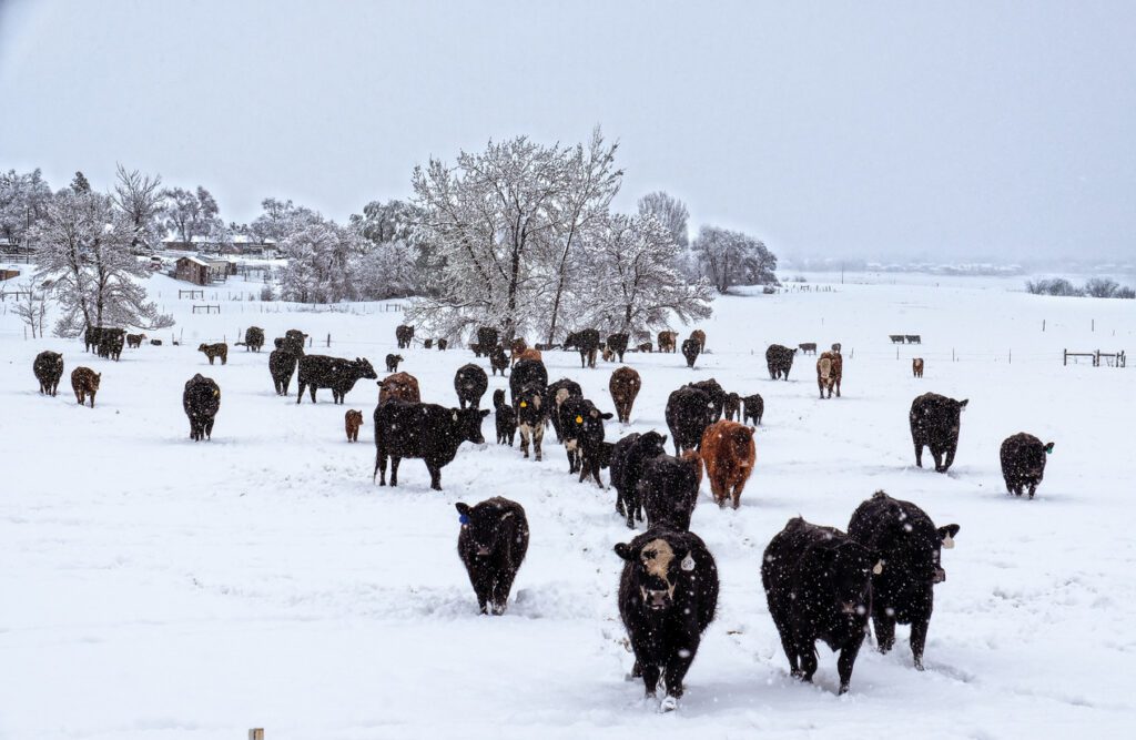 Colorado Livestock Risk Protection Insurance