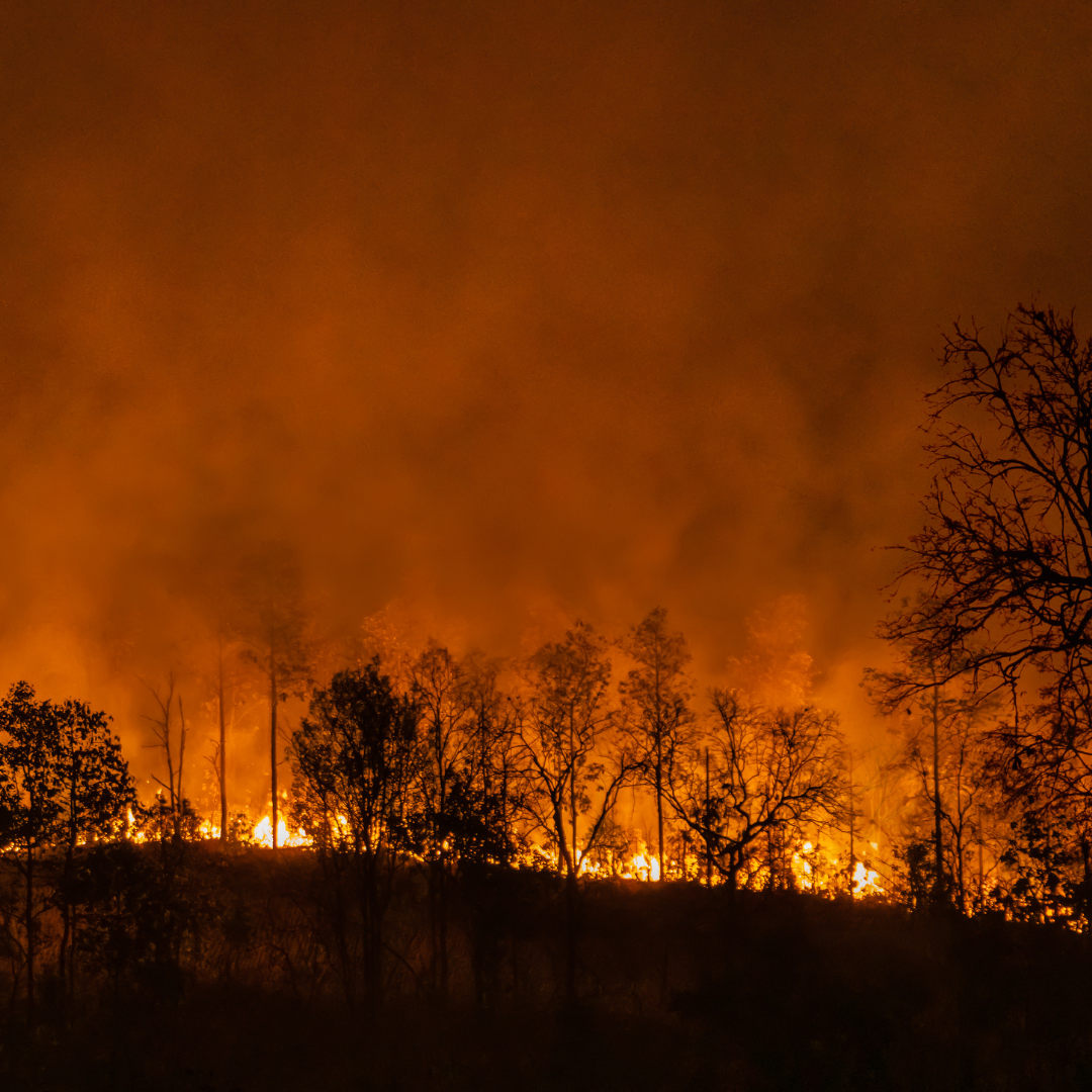 Wildfires in Colorado's Agricultural Sector