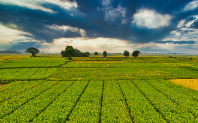 What’s the Difference Between Crop-Hail Insurance and Crop Insurance?