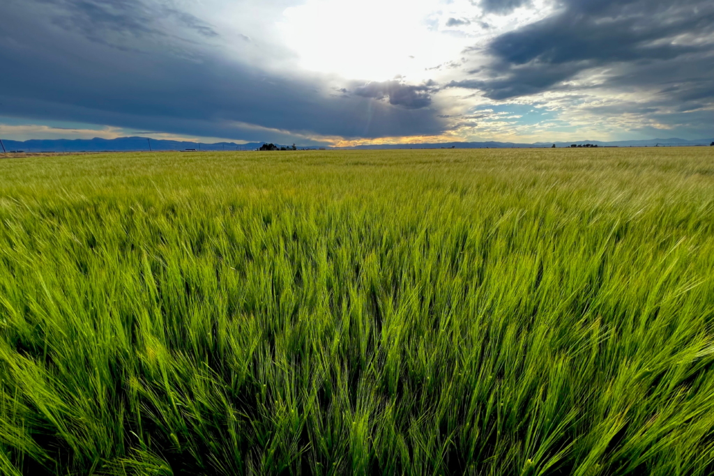 Crop Insurance for Colorado Farms