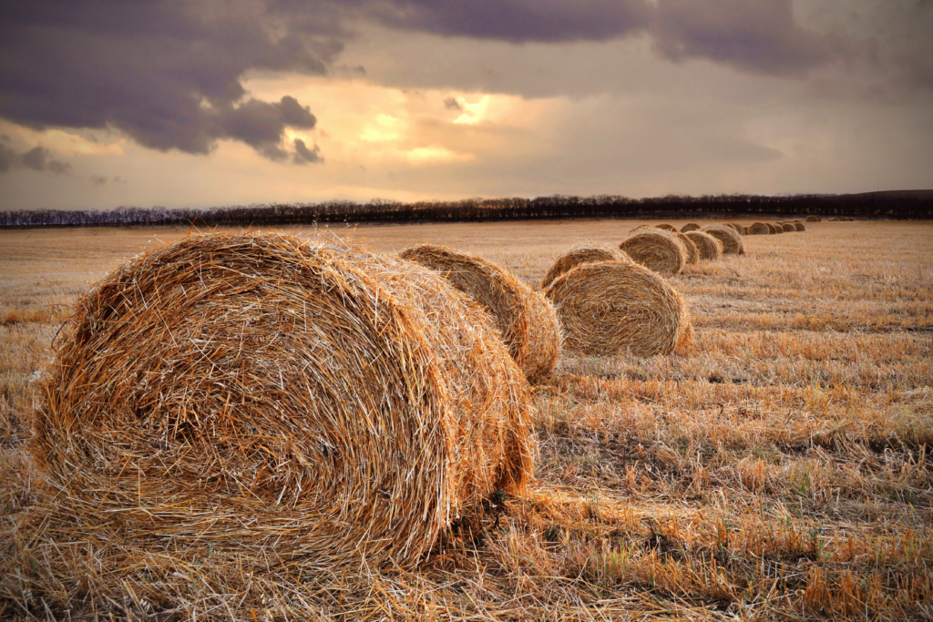 Colorado Harvest Season