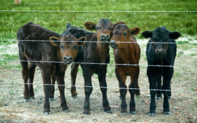 10 Quick Facts About Livestock Risk Protection (LRP): A Guide for Colorado Farmers