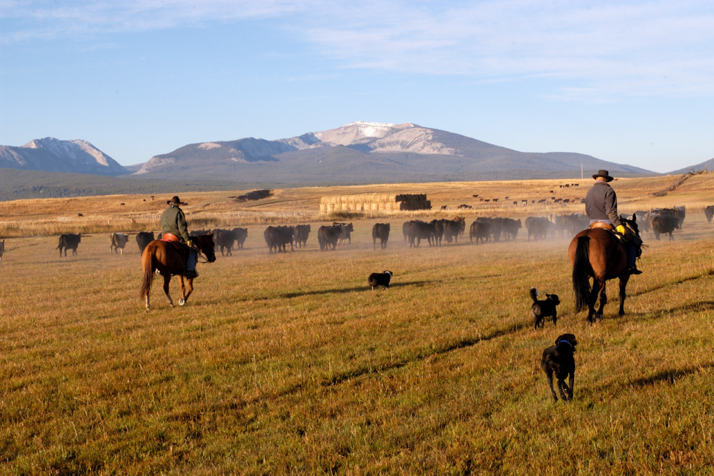 Education in Colorado Agriculture