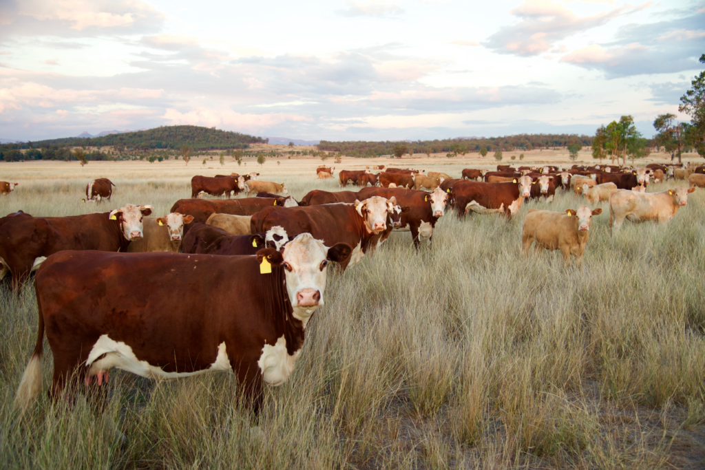 Revolving Line of Credit in Ag